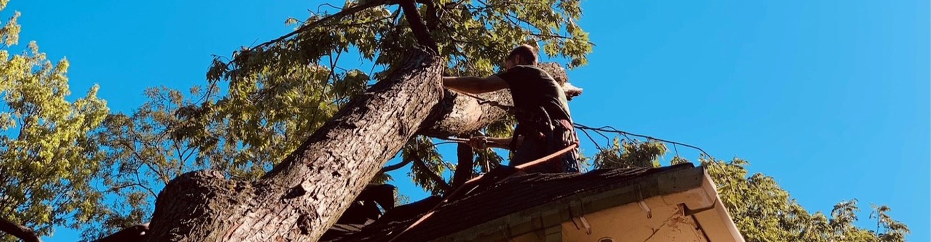 Emergency Tree Removal