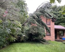 Emergency Tree Removal